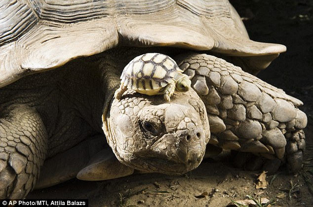 ภาพน่ารักๆ ลูกเต่าเกิดที่สวนสัตว์ในฮังการี 