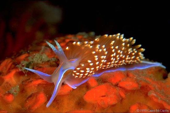 ภาพปะการัง ปลาสวยๆ จากใต้ท้องทะเล