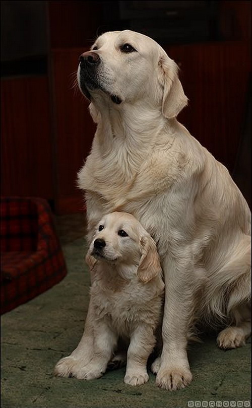 เก็บภาพ น้องหมา ในมุมน่ารักๆ 