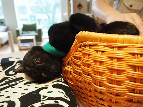 คาเฟ่แมวดำที่ญี่ปุ่น