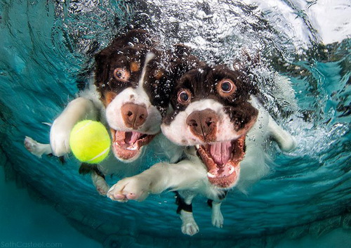 เมื่อน้องหมาพยายามงับลูกบอลในน้ำ…ภาพฮาๆ จึงบังเกิด