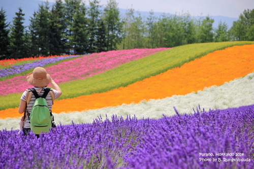 FURANO HOKKAIDO ดินแดนแห่งทุ่งดอกไม้อันตระการตา