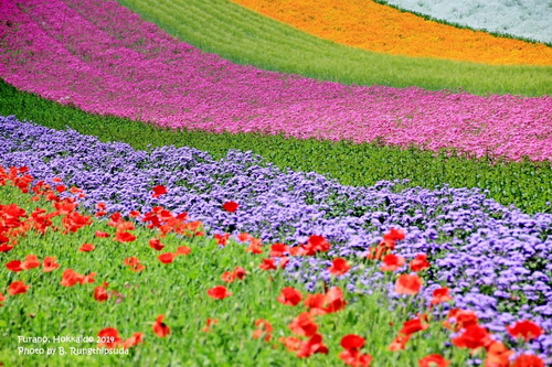 FURANO HOKKAIDO ดินแดนแห่งทุ่งดอกไม้อันตระการตา