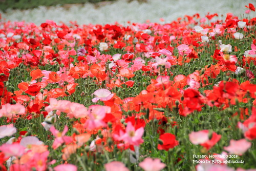 FURANO HOKKAIDO ดินแดนแห่งทุ่งดอกไม้อันตระการตา