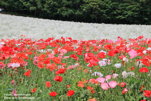 FURANO HOKKAIDO ดินแดนแห่งทุ่งดอกไม้อันตระการตา