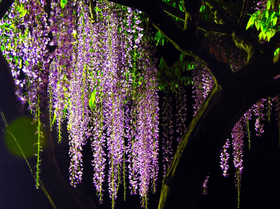 Wisteria บานสะพรั่ง 1