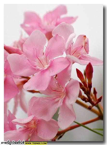 ดอกยี่โถ (Sweet Oleander) สวยเหลือเชื่อ