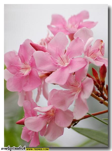 ดอกยี่โถ (Sweet Oleander) สวยเหลือเชื่อ