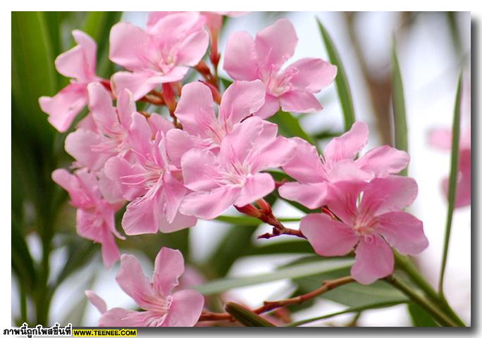 ดอกยี่โถ (Sweet Oleander) สวยเหลือเชื่อ