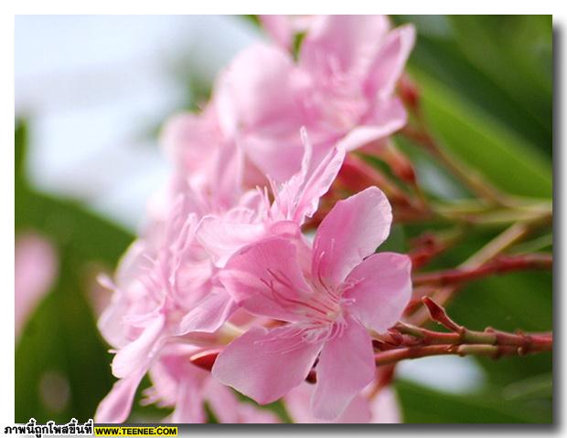 ดอกยี่โถ (Sweet Oleander) สวยเหลือเชื่อ