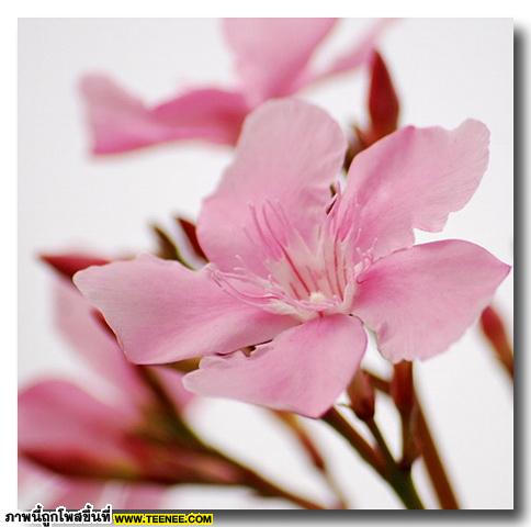 ดอกยี่โถ (Sweet Oleander) สวยเหลือเชื่อ