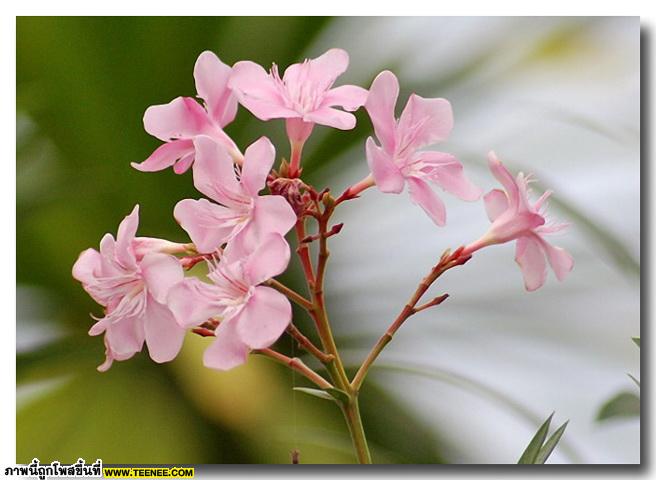 ดอกยี่โถ (Sweet Oleander) สวยเหลือเชื่อ