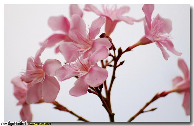 ดอกยี่โถ (Sweet Oleander) สวยเหลือเชื่อ
