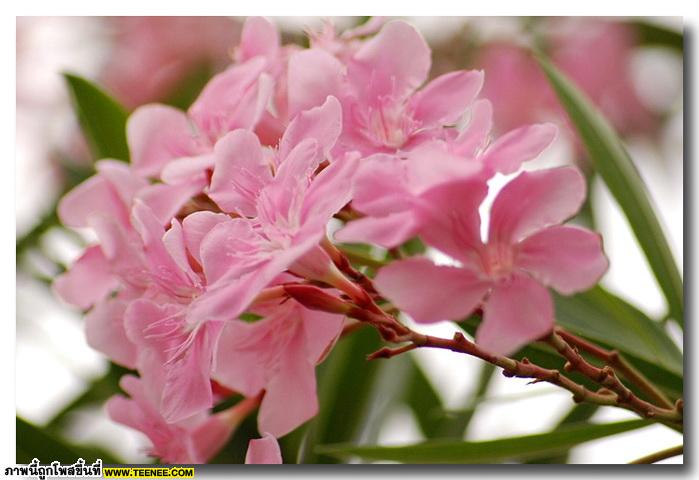 ดอกยี่โถ (Sweet Oleander) สวยเหลือเชื่อ