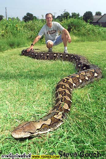 snake snake (correct)