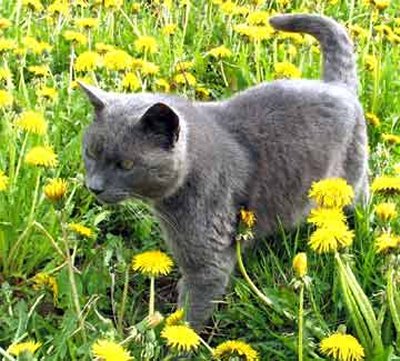 รัสเซียนบลู (Russian Blue) 