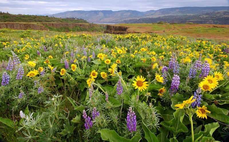 ธรรมชาติสวยๆ จาก Oregon