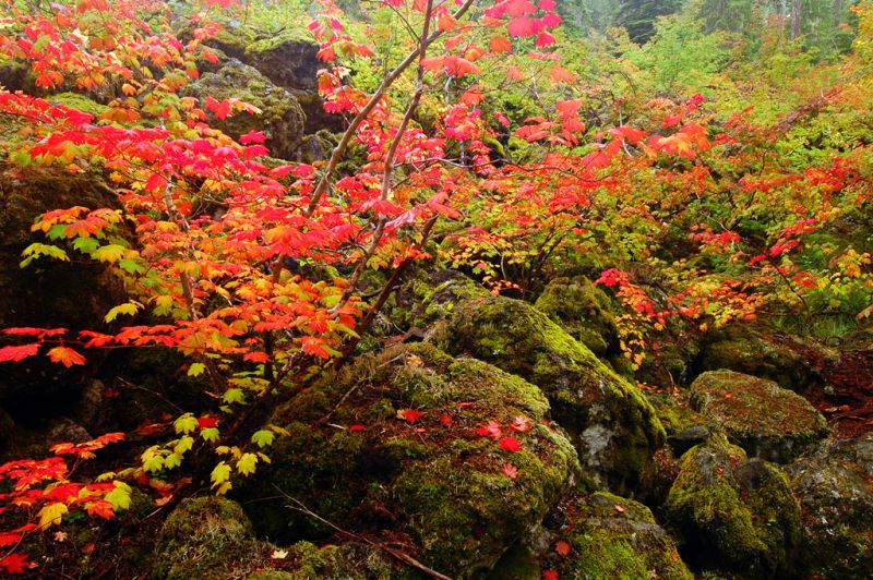 ธรรมชาติสวยๆ จาก Oregon