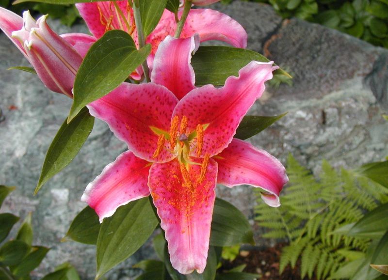 ดอกลิลลี่สวยๆ......สำหรับคนเกิดวันเสาร์ (Stargazer Lily) ***แก้ไข** 