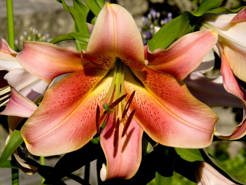 ดอกลิลลี่สวยๆ......สำหรับคนเกิดวันเสาร์ (Stargazer Lily) ***แก้ไข** 