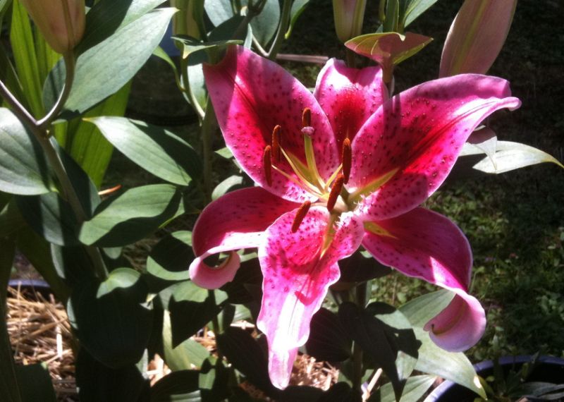 ดอกลิลลี่สวยๆ......สำหรับคนเกิดวันเสาร์ (Stargazer Lily) ***แก้ไข** 