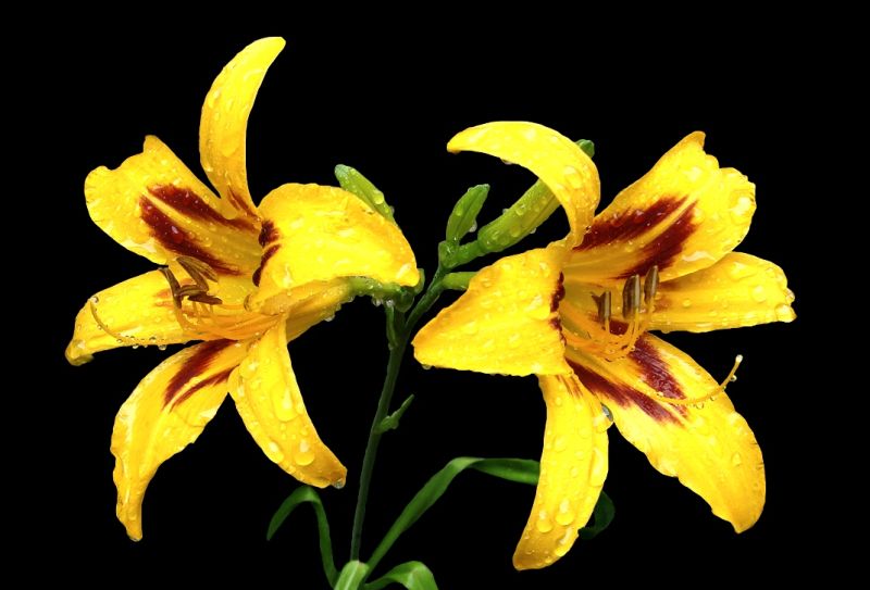 ***Daylily***