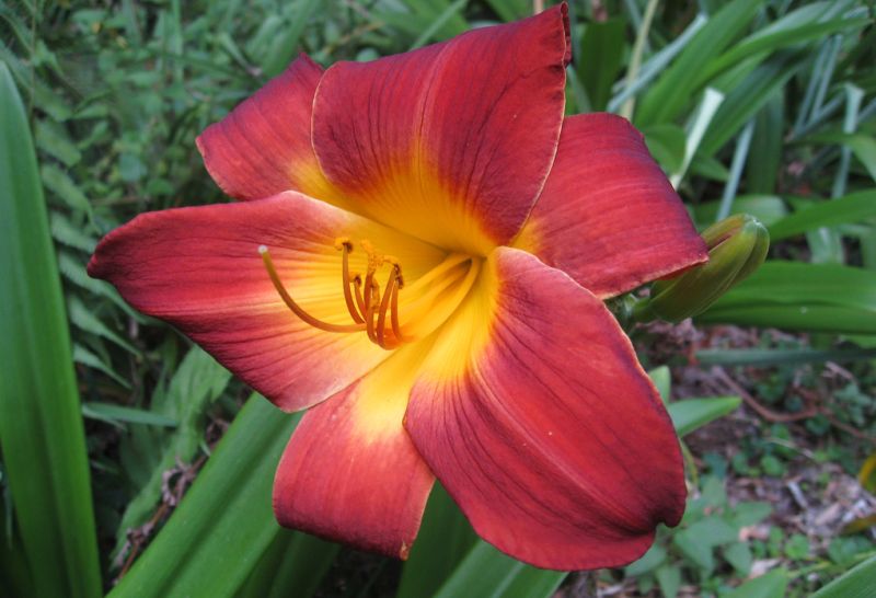 ***Daylily***