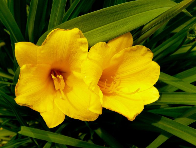 ***Daylily***