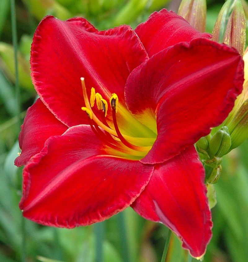 ***Daylily***