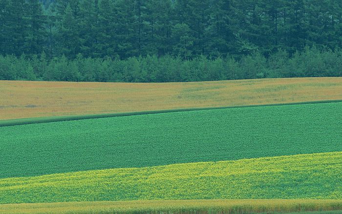 ~~Fields in The Country~~