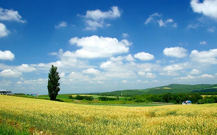 ~~Fields in The Country~~