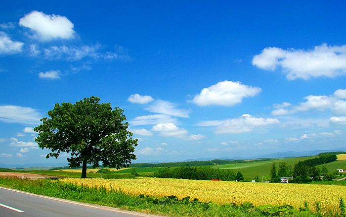 ~~Fields in The Country~~