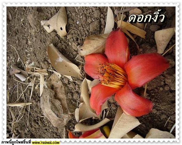 ♥ ดอกไม้ไทย รู้จักดอกไหนกันบ้าง (1) ♥