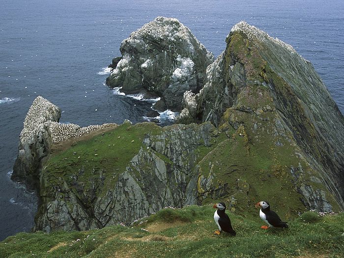 Atlantic Puffin Hermaness Unst Island Shetland Islands United Kingdom