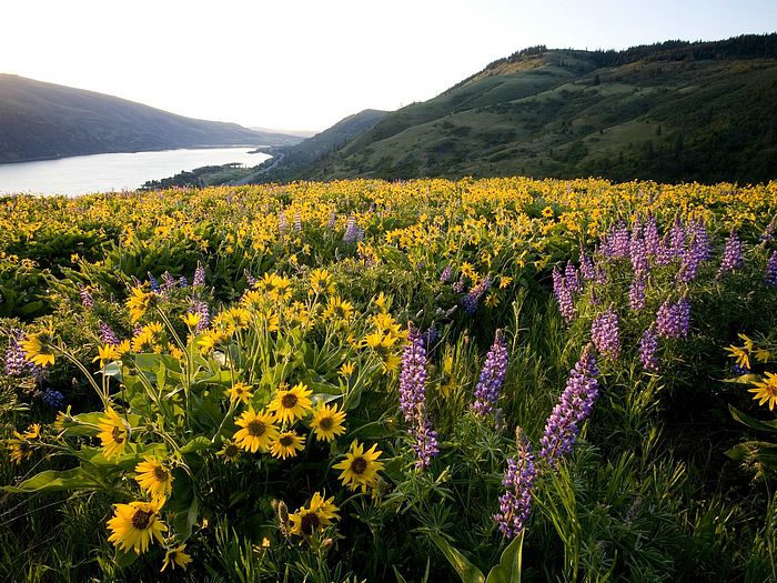Tom Macall Preserve Columbia River Gorge National Scenic Area Oregon