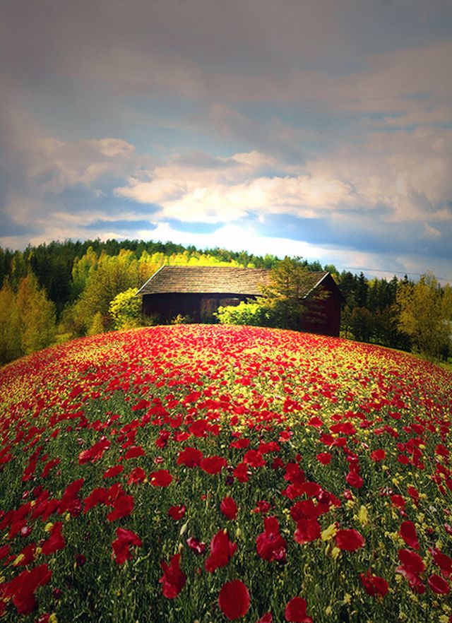 ~Red Fields~