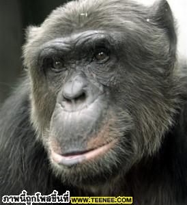 อันดับ 10 คือ ?ลิง? ญาติห่างๆ ของมนุษย์ ซึ่งโดยทั่วไปแล้วลิงจะมีอายุเฉลี่ย 25 ปี