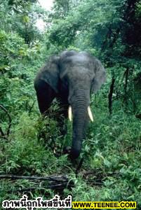 อันดับ 9 ได้แก่ “ช้าง” ซึ่งมีอายุเฉลี่ย 60 ปี โดยจะขึ้นอยู่กับการดูแล อาหารการกินและความเครียด ทั้งนี้ นักวิทยาศาสตร์ได้เปรียบเทียบอายุขัยระหว่างช้างเอเชียและช้างแอฟริกาแล้วพบ ว่า ช้างแอฟริกาที่ต้องผจ
