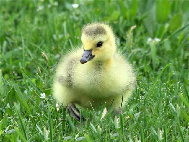 Little Duckling .•°•.ღ 