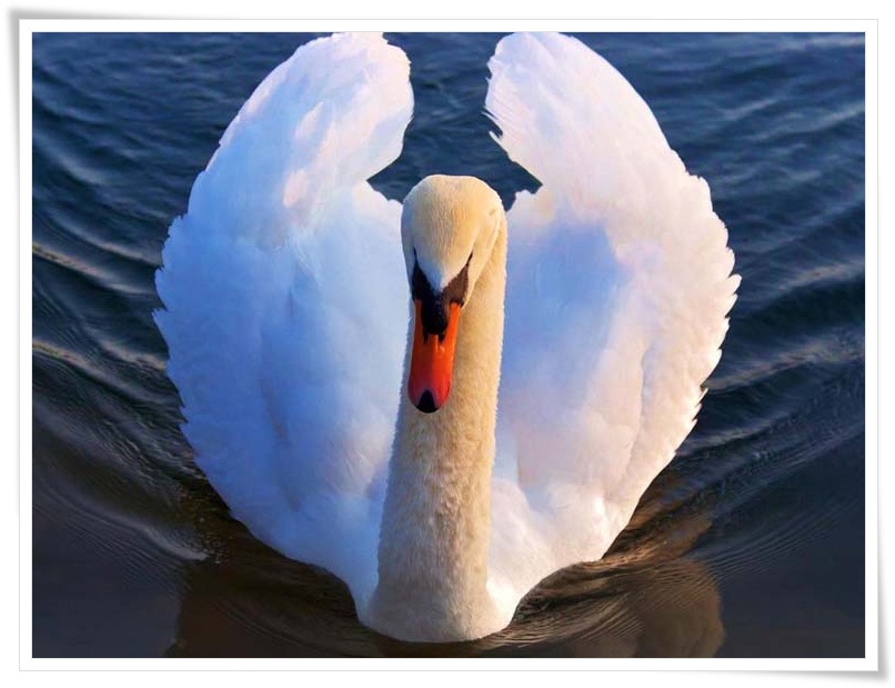 Swan .•°•.ღ