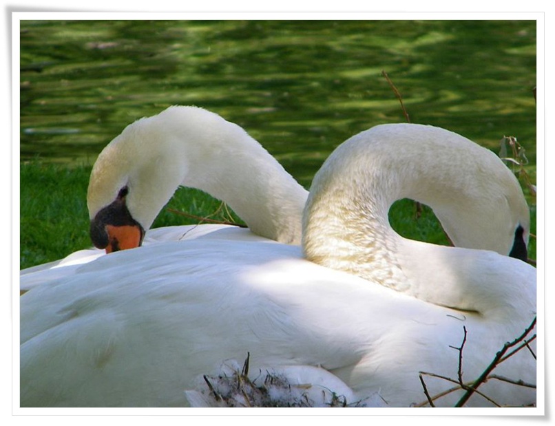 Swan .•°•.ღ