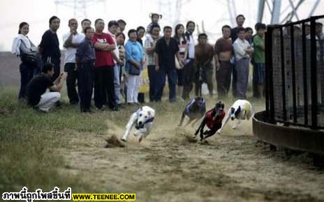 THE DOG LIFE IN CHINA ชีวิตที่เลือกเกิดไม่ได้ในจีน✿