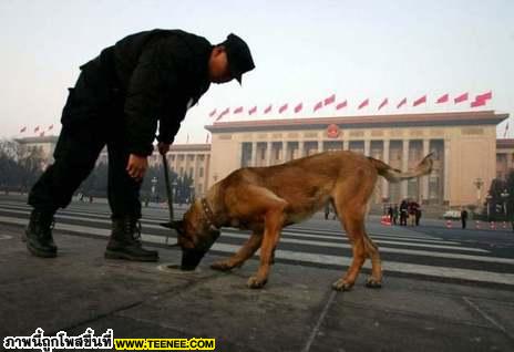 THE DOG LIFE IN CHINA ชีวิตที่เลือกเกิดไม่ได้ในจีน✿