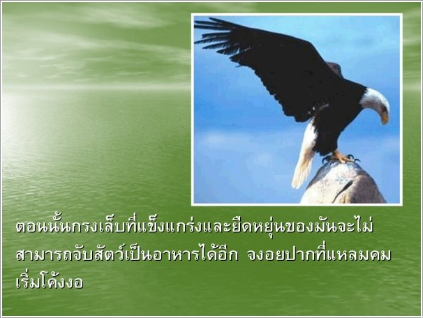 ♣ ชีวิตนกอินทรีย์ ♣