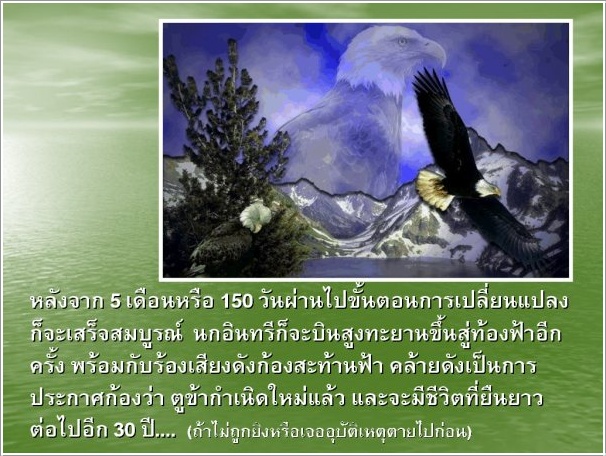 ♣ ชีวิตนกอินทรีย์ ♣