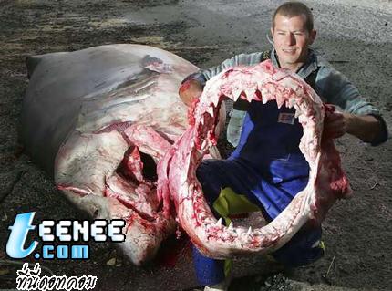 ฉลามน่ากลัว