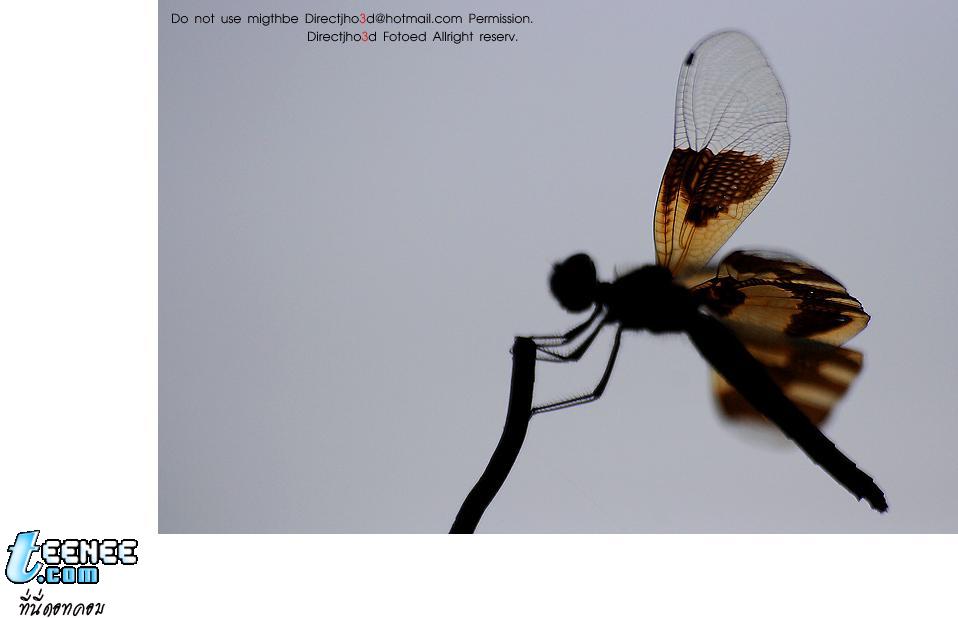 Macro สวย สวย มา แล้วครับ ขอบคุณรูปสวย สวย จาก CM108 .com