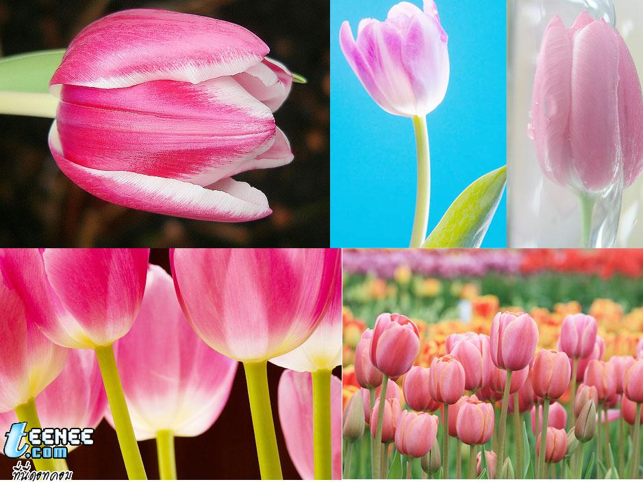  Tulips  หลากมุมมอง...ดูสบายๆ ตาครับ 