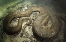 งูยักษ์อนาคอนด้า ใต้ท้องน้ำป่าอะเมซอน 
