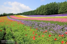 FURANO HOKKAIDO ดินแดนแห่งทุ่งดอกไม้อันตระการตา